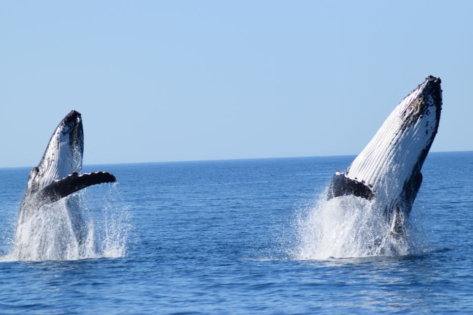 Whale Watching Cruise From Busselton, Augusta or Dunsborough - Important Information