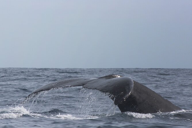 Whale Watching in Cabo San Lucas: Sightseeing Cruise and Shopping - Assistance and Contact Information