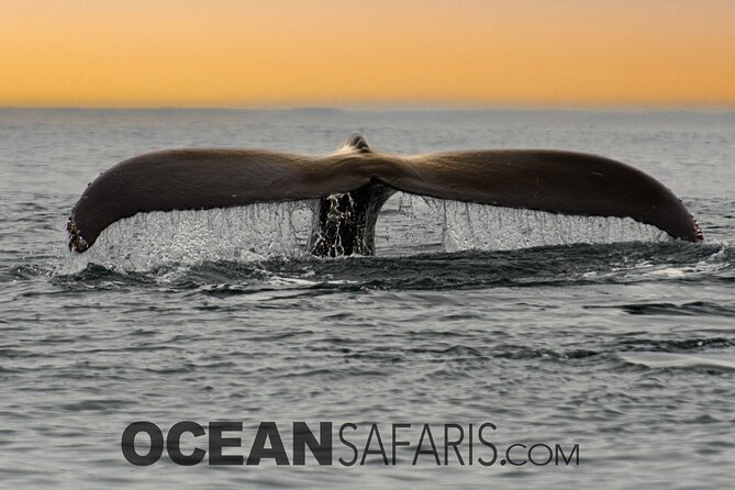 Whale Watching Monterey Bay Semi-Private Limited to 6 People Max - Common questions