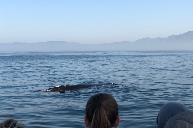 Whale Watching Tour in Hermanus With Hotel Pickup - Booking and Contact Details