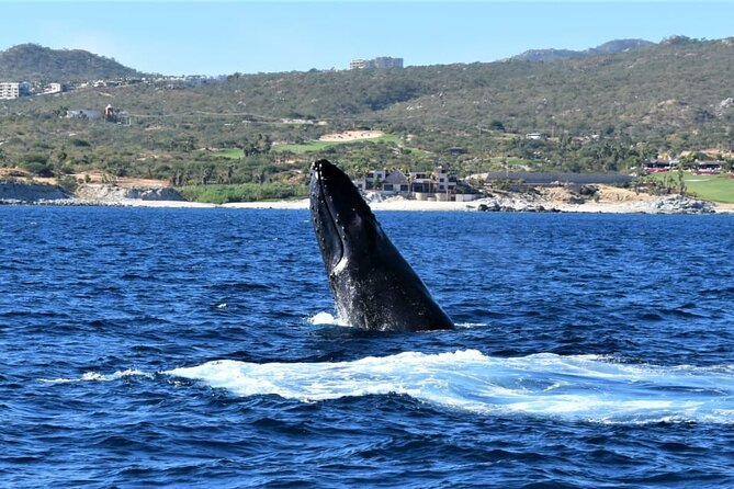 Whale Watching Tour in Los Cabos - Important Information