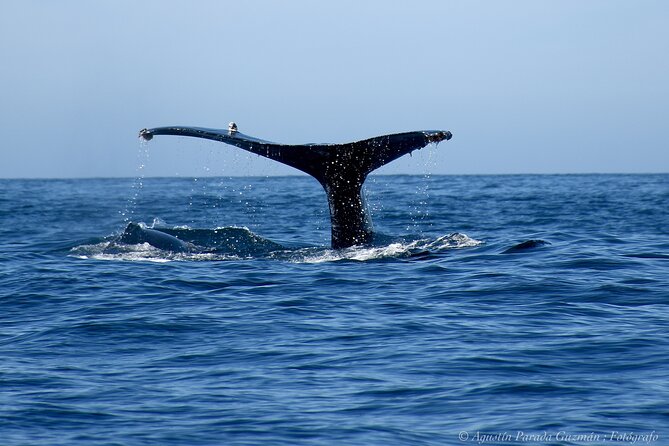 Whale Watching Zodiac in Cabo San Lucas With Comp Transportation - Customer Reviews and Experiences