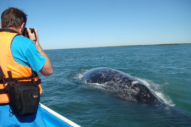Whales Tour From La Paz - Background