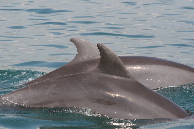 Wild Dolphins Encounter & Snorkeling - Last Words