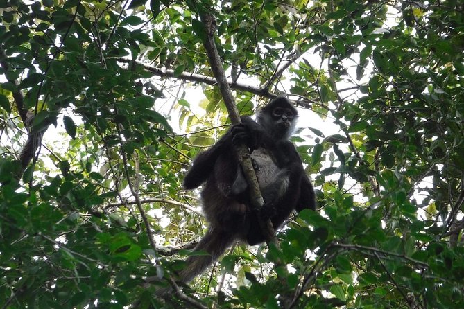 Wild Monkey Tour (Private, Half Day) - Common questions