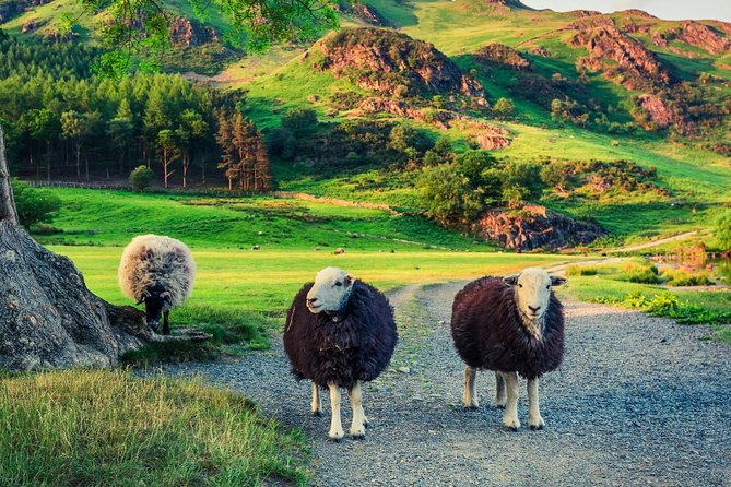 Windermere to Grasmere Mini Tour - Includes Stop by Rydal Water at Badger Bar - Booking Information