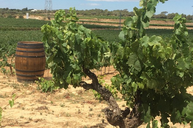 Wine Tour - Penedes Wine Region - (2 Wineries Included) - Exclusive Cellar Visits