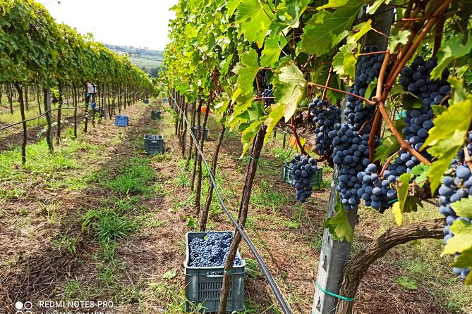 Winery Tour and Tasting at Sunset in the Countryside From Tropea - Operator Information