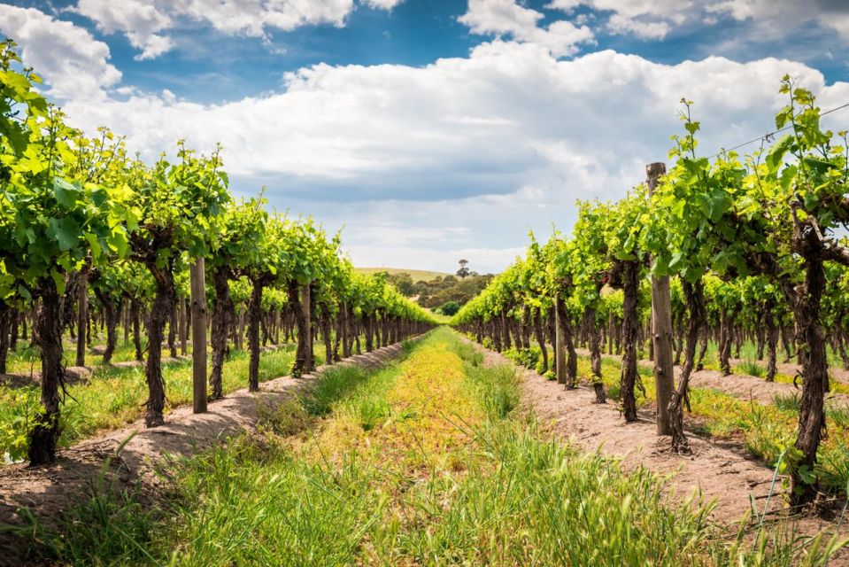 Wines and Whispers: a Barossa Valley Wine Tour From Adelaide - Full Description of the Barossa Valley Experience