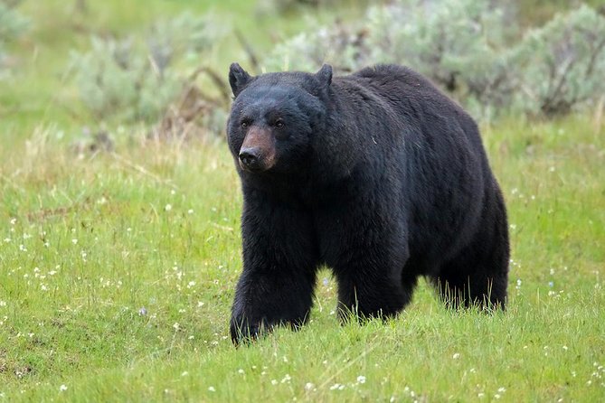 Yellowstone Custom Wildlife and Nature Tour - Pricing Details