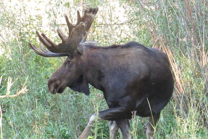 Yellowstone National Park - PRIVATE Full-Day Lower Loop Tour From Jackson Hole - Common questions