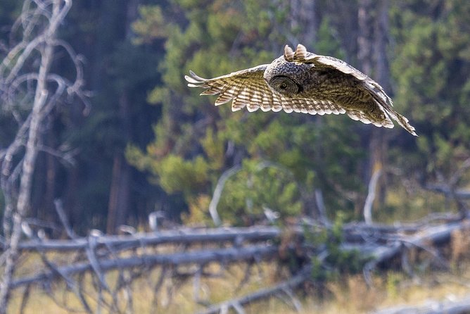 Yellowstone Private Upper Loop Tour With Lunch - Accommodation Pickup Arrangements