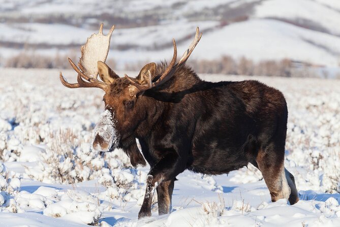 Yellowstone Snowshoe Safari From Bozeman - Private Tour - Safety Measures