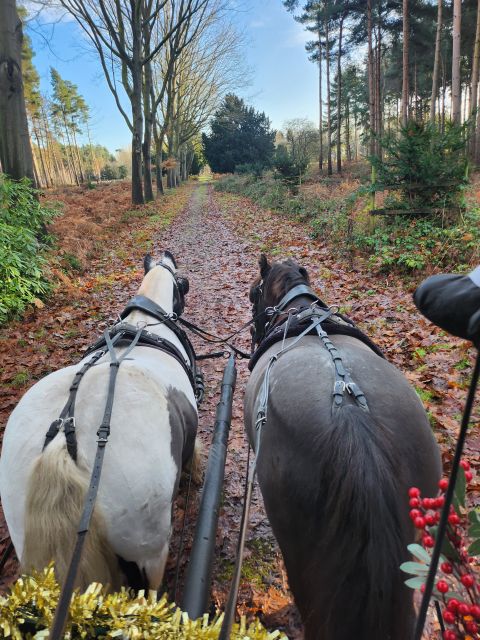 York: Horse Drawn Carriage Ride Around the Countryside York - Last Words