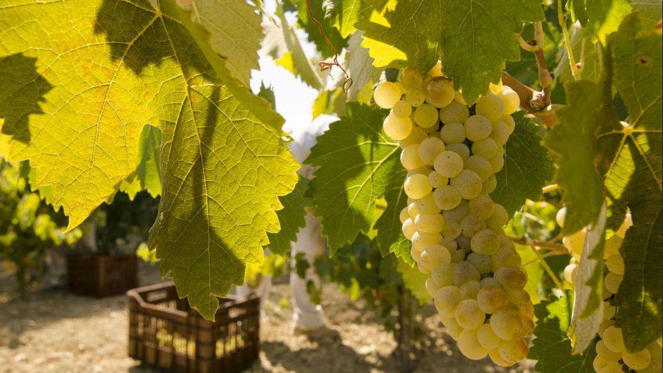 Zakynthos: Private Tour With Wine & Olive Oil Tasting - Activity Description