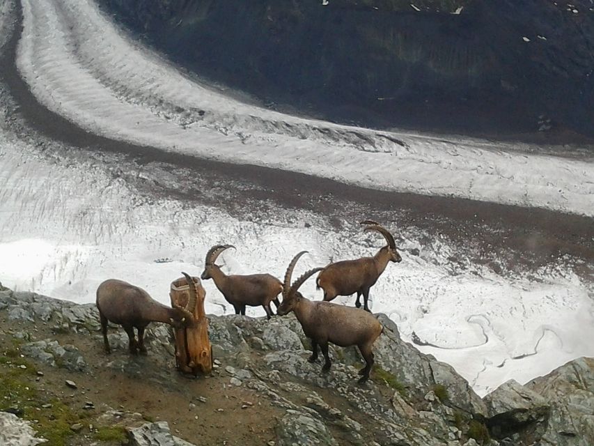Zermatt: Village Walk and Mt. Gornergrat Private Tour - Common questions