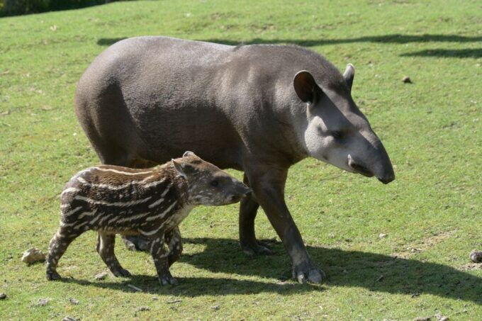 Zooparc De Beauval: Day Admission Ticket - Important Visitor Information to Note