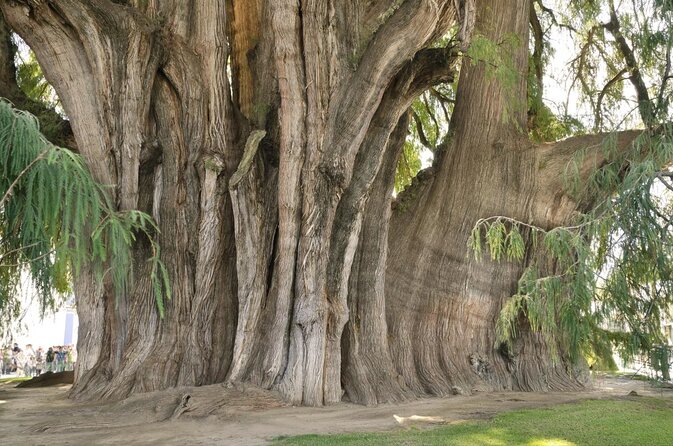 6-Hour Bike Tour From Oaxaca to the Tule Tree - Key Points