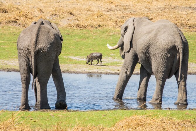 6 Hours Ultimate Pilanesberg Open Vehicle Day Tour - Key Points