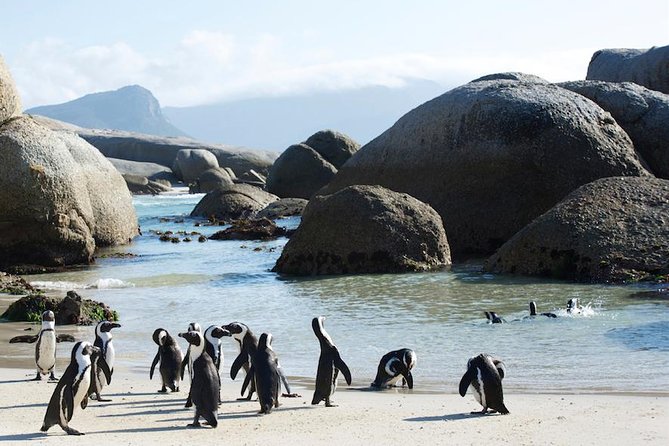 1 Day Cape Peninsula and Boulders Tour With Private Transfers - Common questions