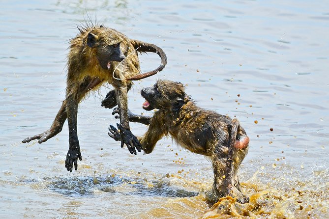 1 Day Photographic Wildlife Safari From Hazyview to Kruger Park - Convenient Pickup Options