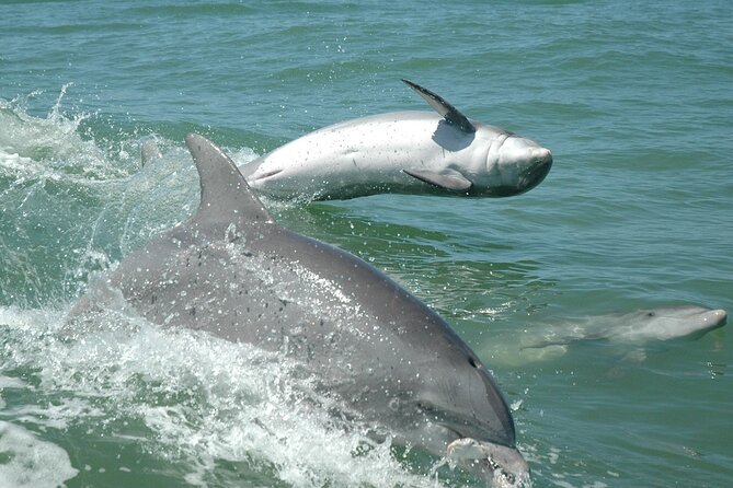 1-Hour Dolphin Sightseeing Adventure Cruise From Madeira Beach - Browse Traveler Photos and Reviews