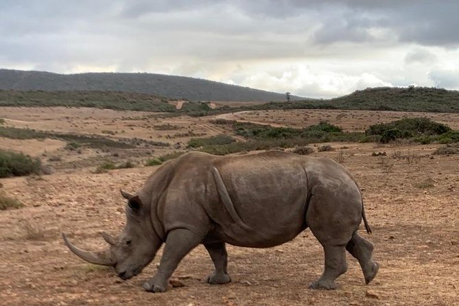 2 Day Safari Experience From Cape Town - Last Words