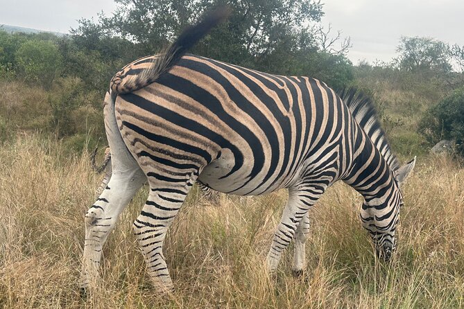 3 Day Kruger National Park End With Panaroma - Common questions