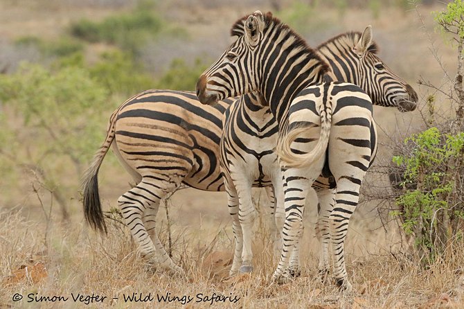 3-Day Kruger National Park Open Vehicle Safari