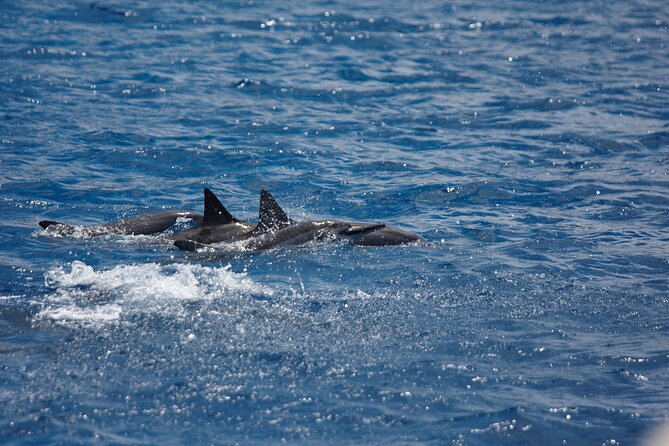 3 Hour Maalaea Luxury Snorkel Cruise Tour Exclusive to 6 Guests - Additional Tour Information