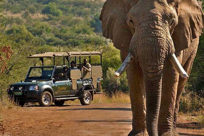 3-Hour Scheduled Safari Game Drive in Pilanesberg National Park - Booking and Reservation Process