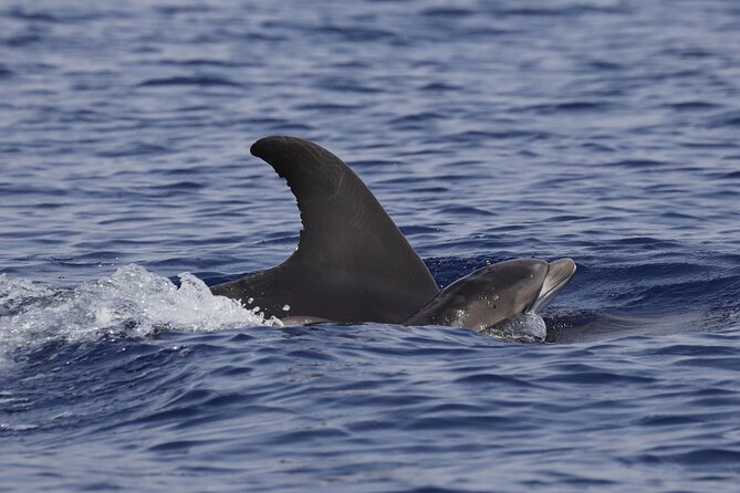 4 Hours Dolphin Watching Tour in Porto Empedocle - Customer Reviews and Testimonials