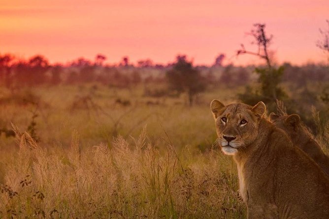 5 Day-Kruger National Park Safari From Kruger Int. Airport (Kmi), Panorama Route - Last Words