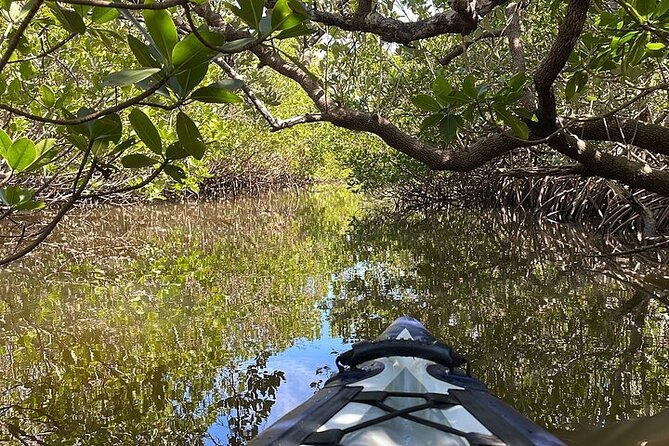 6-Hr Tropical Mangroves, Coastal River and Ocean Wildlife Watch - Reviews and Ratings