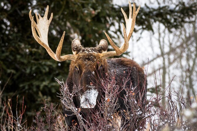 8 Hour Combination Snowshoe & Wildlife Viewing in Grand Teton National Park - Common questions