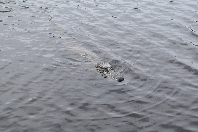 90-Minute Jean Lafitte Swamp and Bayou Tour With Transportation - Important Information