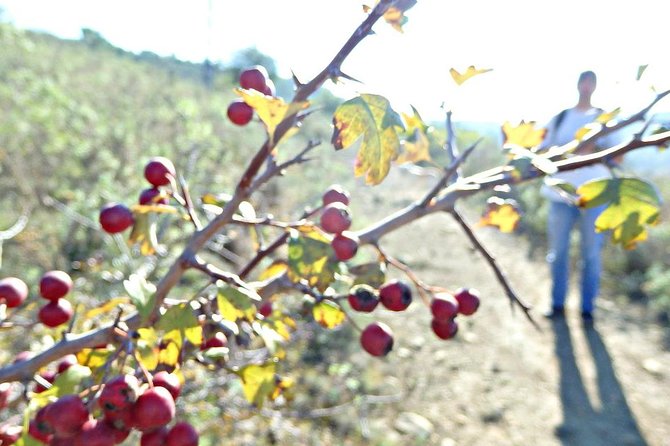 A Journey Through the Forgotten Sierra ... - Serra De Brasfemes, Coimbra - Wildlife Encounters