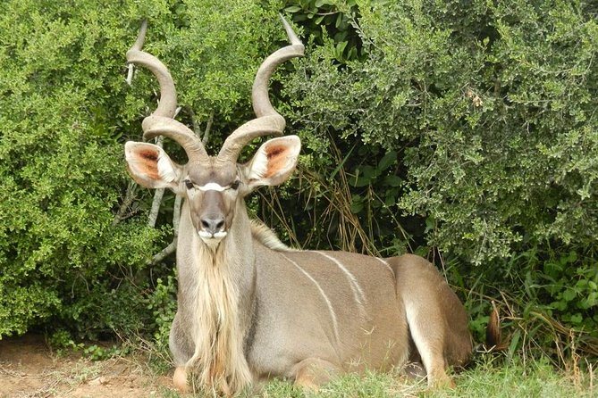 Addo Elephant National Park 4x4 Tour Kabouga Section - An Amazing Diversity FD05 - Last Words