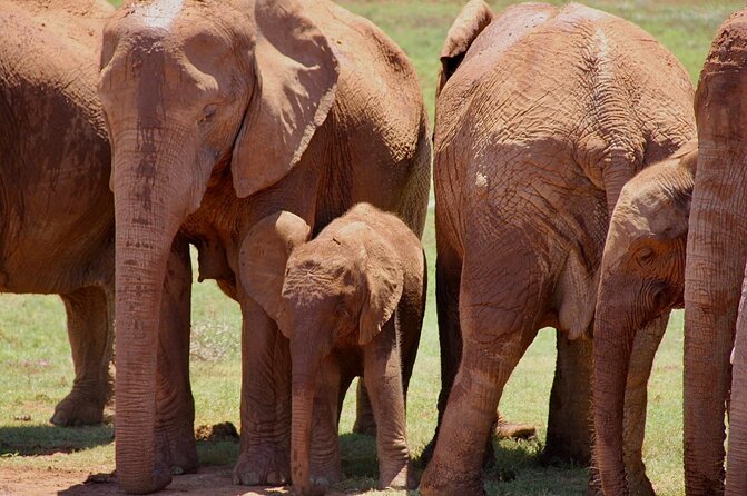 Addo Elephant National Park Driving Tour  - Port Elizabeth - Last Words