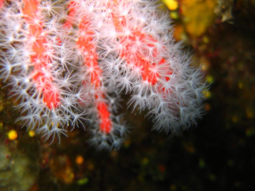 Ajaccio: Beginners Scuba Dive With Experienced Instructor - Customer Reviews