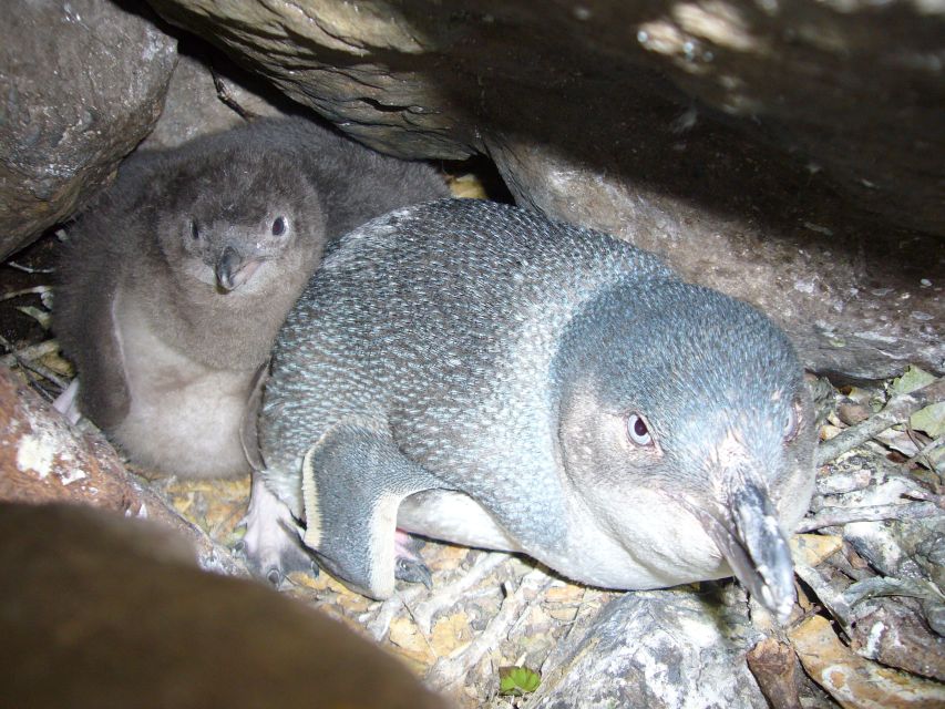 Akaroa: Pohatu Penguins Scenic Nature 2-Hour or 4-Hour Tour - Additional Information