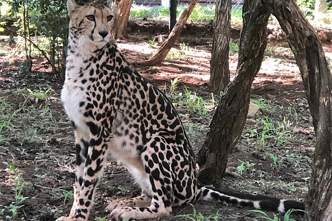 Ann Van Dyk Cheetah Centre Half-Day Tour From Johannesburg - Common questions