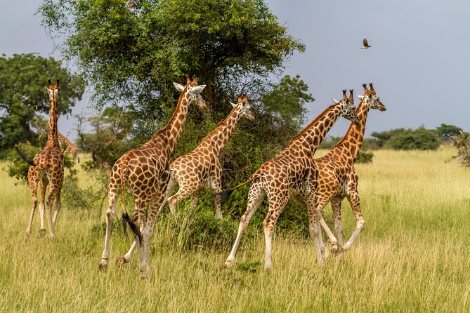 Aquila Game Reserve Safari With Park Fees, Transport & Lunch - Highlights of the Safari Tour