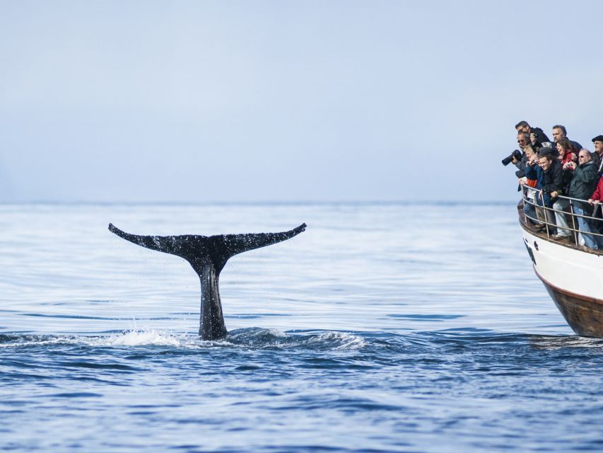 Árskógssandur: Whale-Watching Boat Trip - Last Words