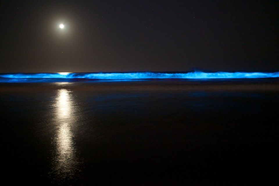 Auckland: Bioluminescence Kayak Tour by Night With Tuition - Last Words