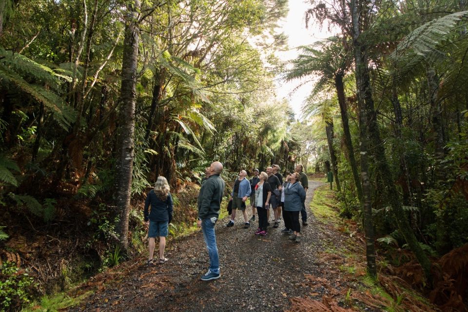 Auckland City, Beaches & Rainforest Premium Small Group Tour - Morning City Tour