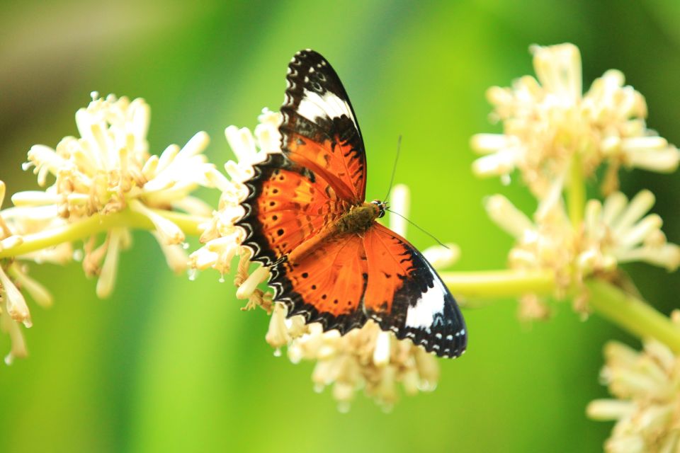 Australian Butterfly Sanctuary - Common questions