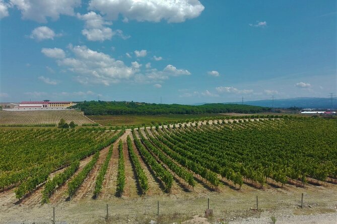 Bairrada Winery Route Experience, Full-Day From Coimbra - Common questions