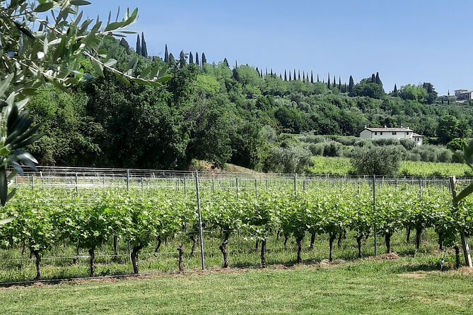 Bardolino: Vineyard Tour, Wine, Oil and Food Tasting - Booking Details