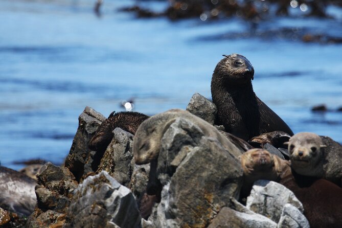 Big 5 Sea Safari in Walker Bay From Gansbaai - Additional Tips